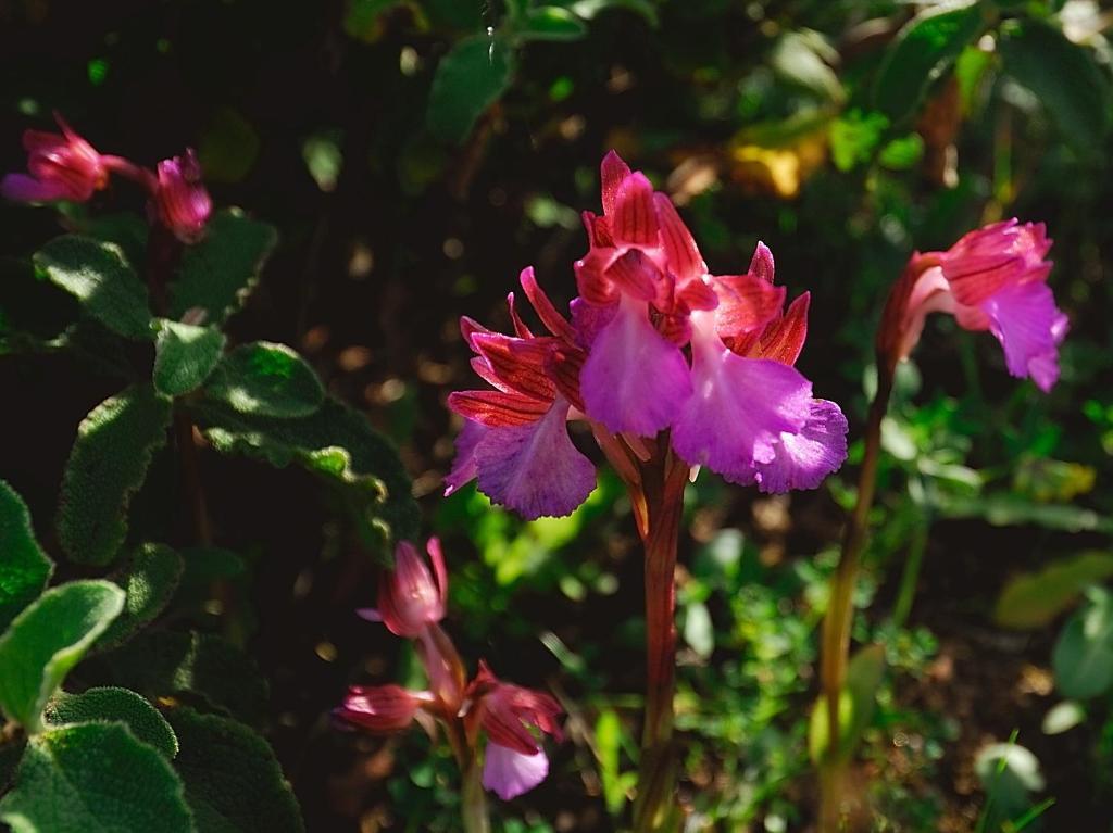 La Chicca Di Francesca Bed & Breakfast Santa Teresa Gallura Ngoại thất bức ảnh
